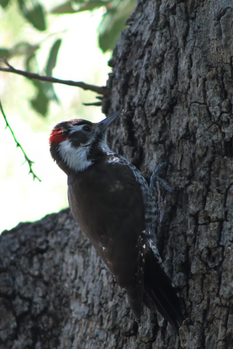Arizona Woodpecker - ML613200664