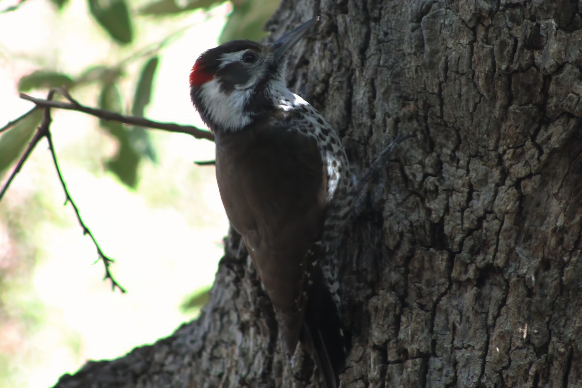Arizona Woodpecker - Michael Mays