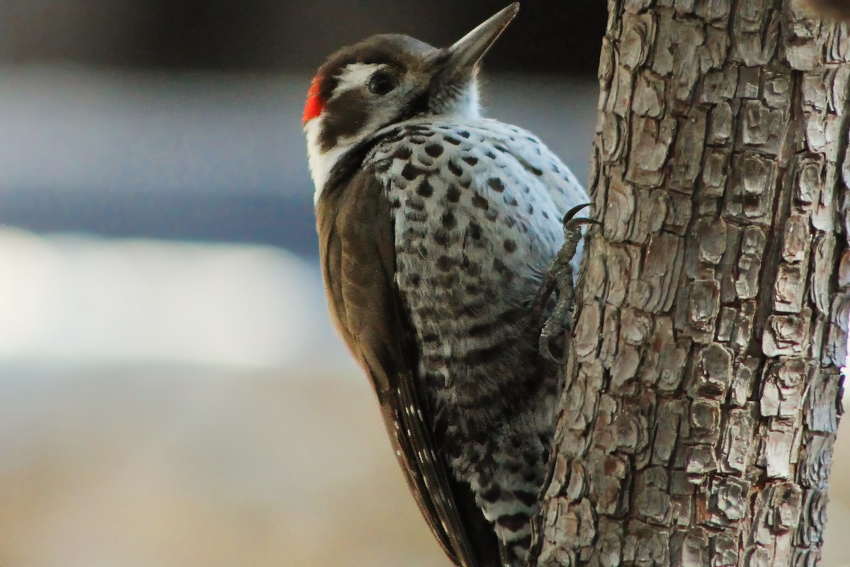 Arizona Woodpecker - ML613200666