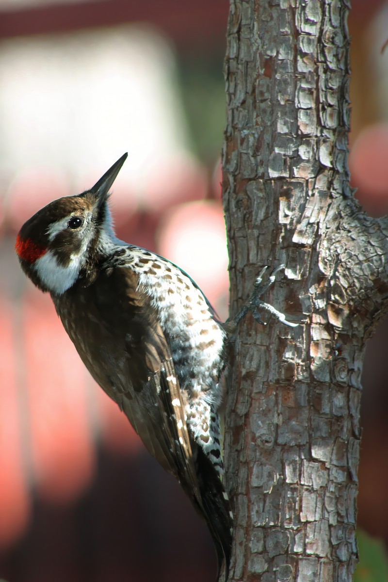 Arizona Woodpecker - ML613200667