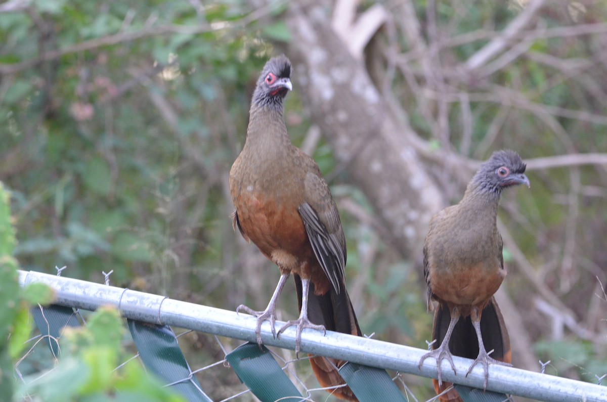 Rufous-bellied Chachalaca - Ron Blakely
