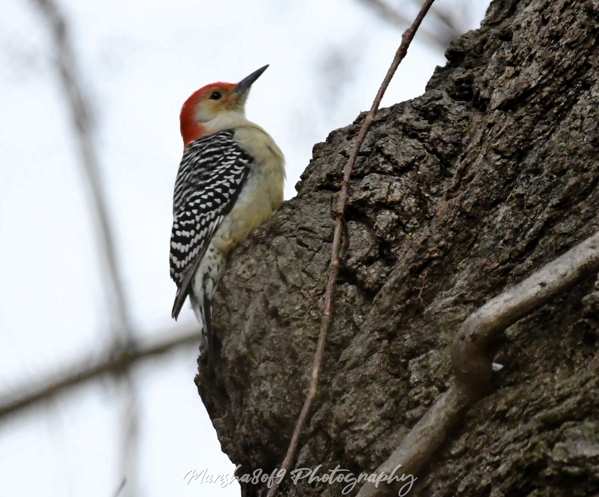 Red-bellied Woodpecker - ML613200865