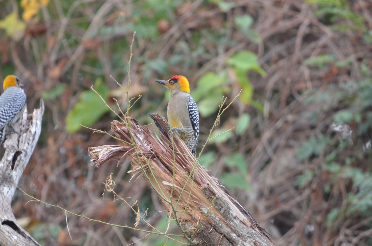 Golden-cheeked Woodpecker - ML613200868