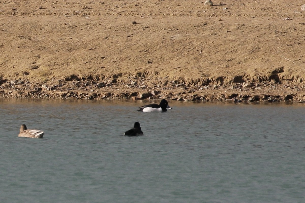 Ring-necked Duck - ML613201226