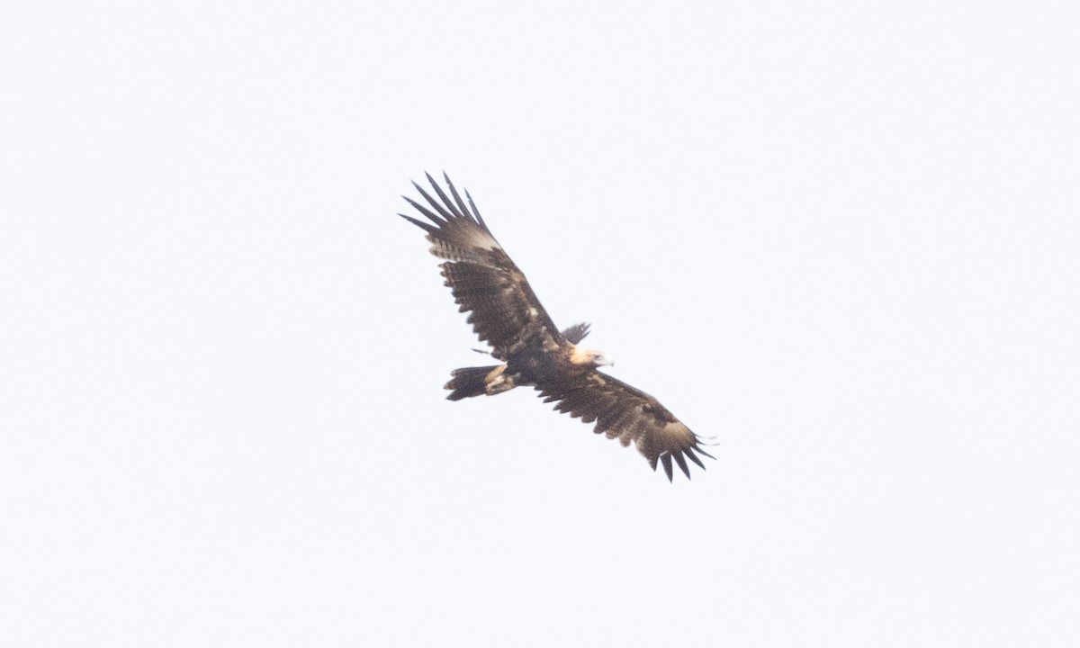 Wedge-tailed Eagle - ML613201248