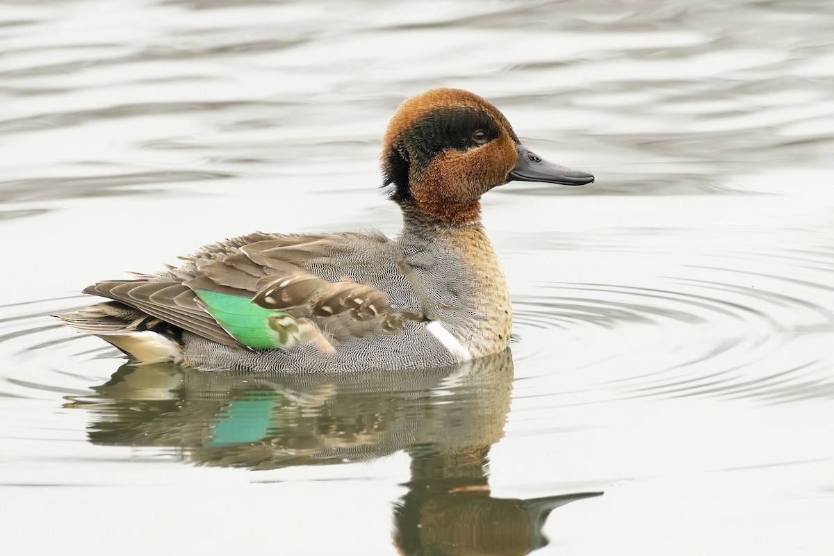 Green-winged Teal - ML613201448