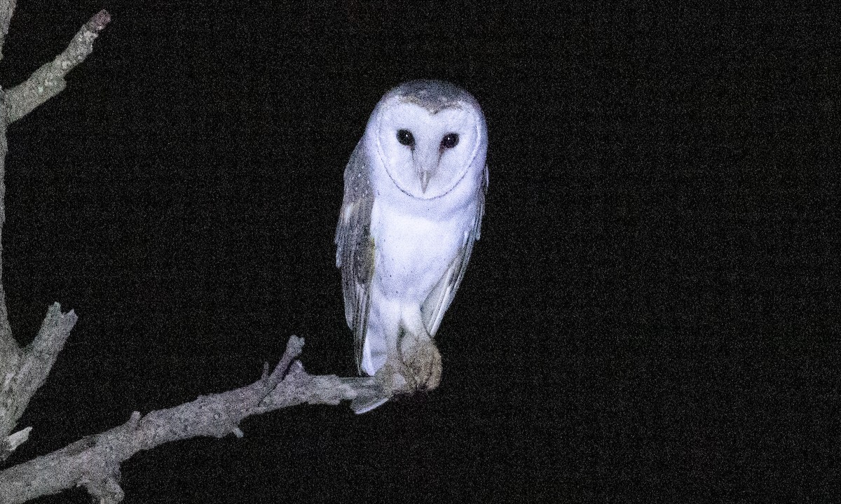 Barn Owl (Eastern) - ML613202483