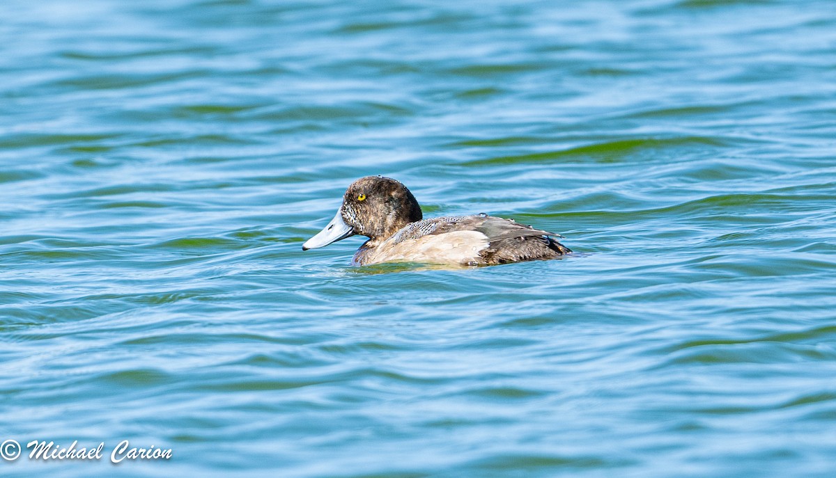 Greater Scaup - Michael Carion