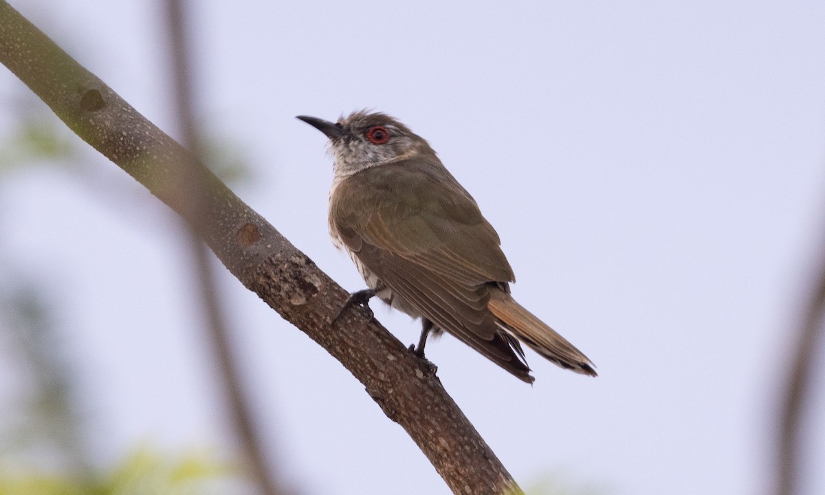 Little Bronze-Cuckoo (Gould's) - ML613203104
