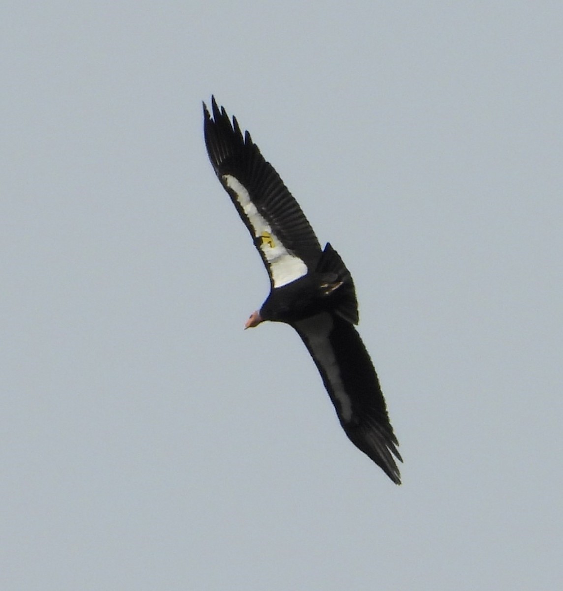 Condor de Californie - ML613203476