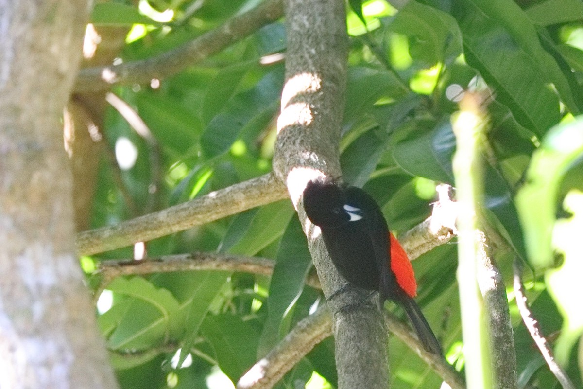 Scarlet-rumped Tanager - ML613203665