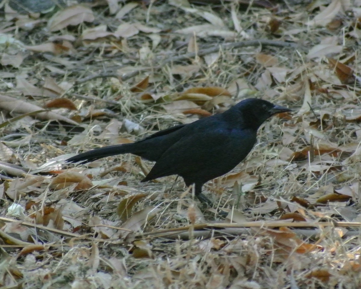 Melodious Blackbird - ML613204006