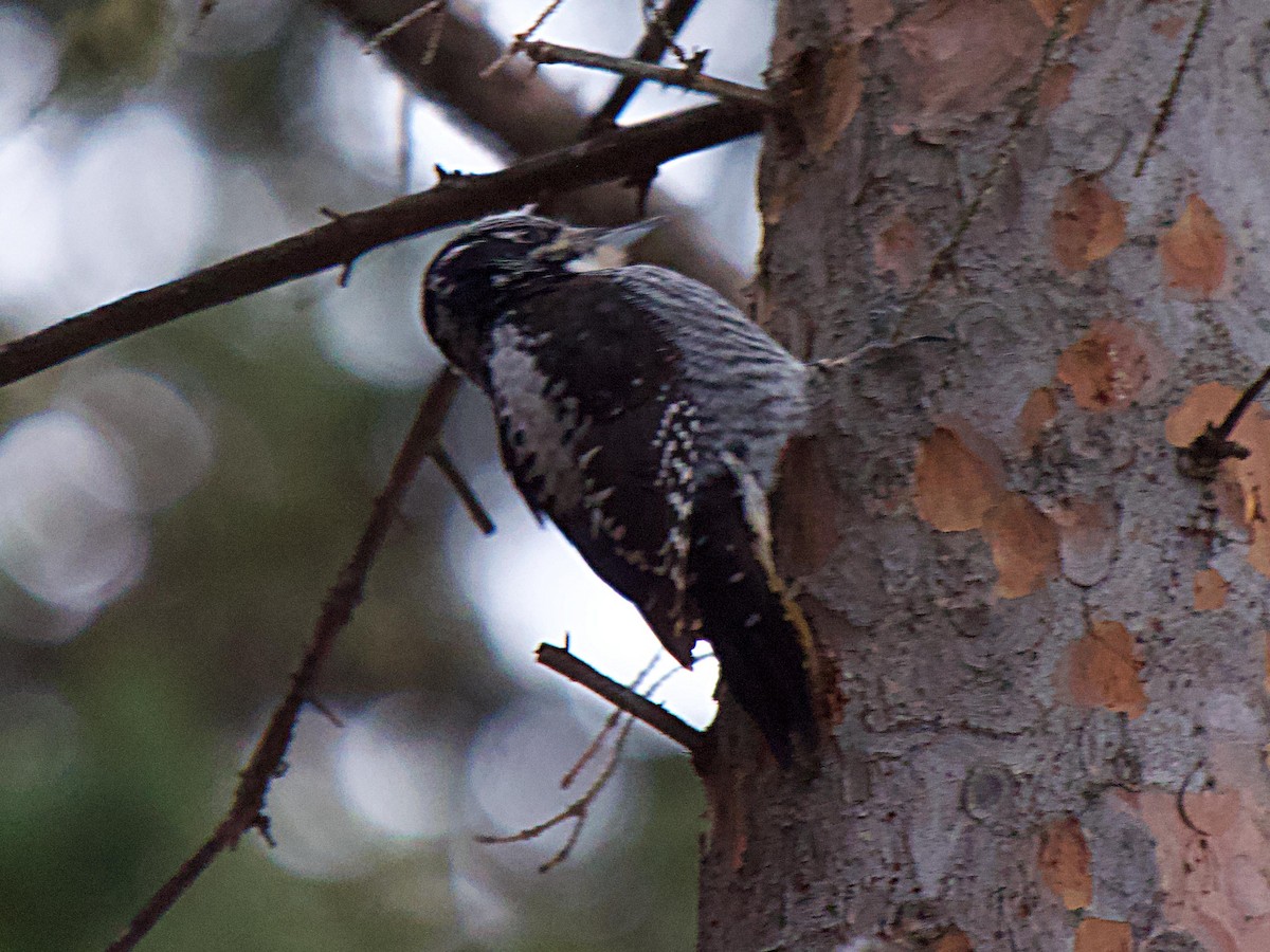 American Three-toed Woodpecker - Rob Worona