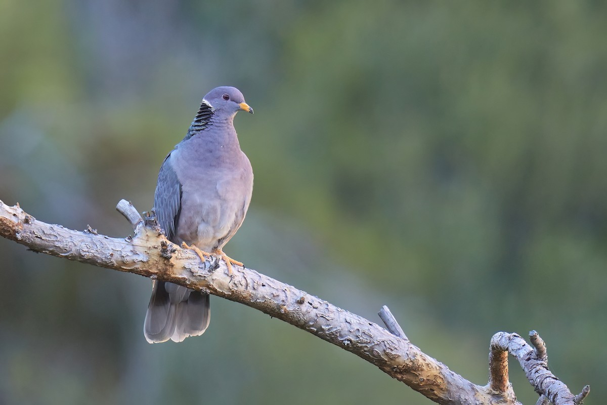 Band-tailed Pigeon - ML613204620