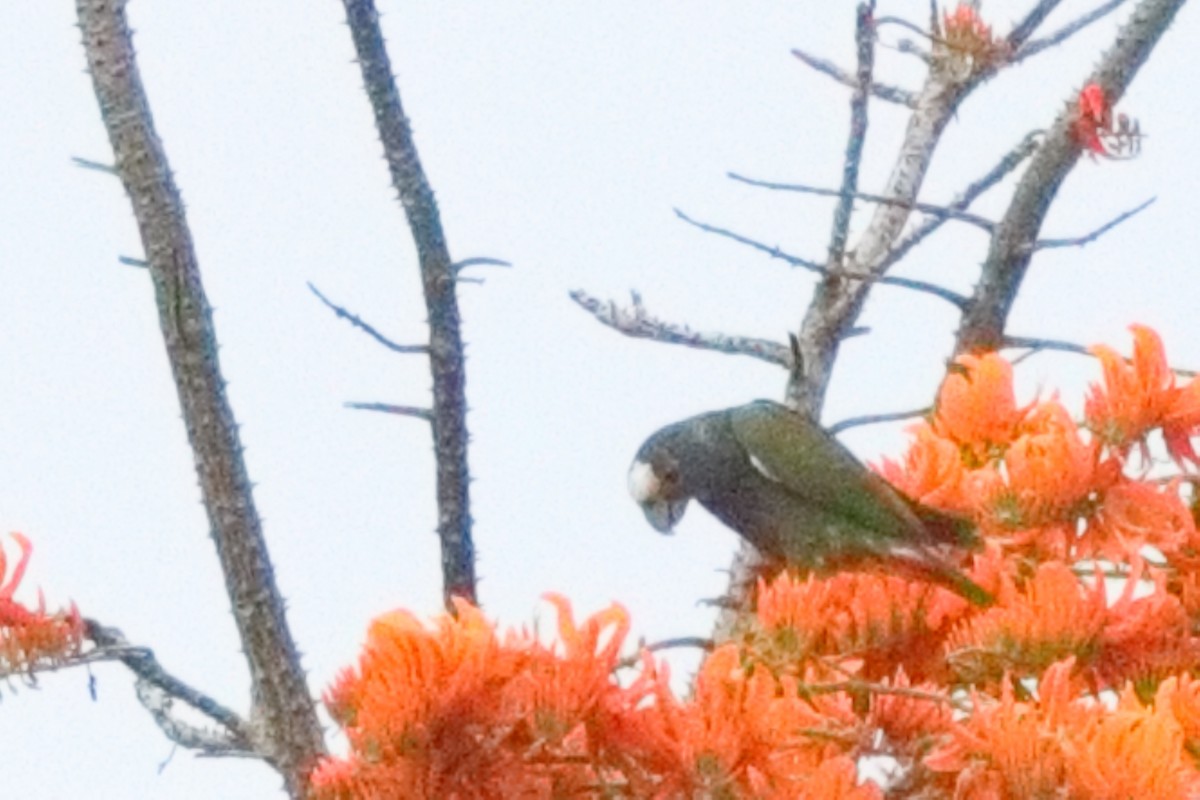 White-crowned Parrot - ML613204669