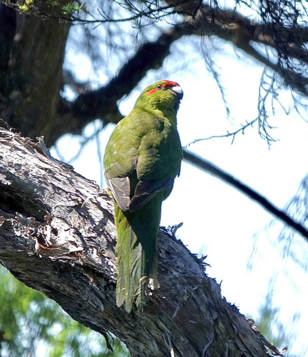 Red-crowned Parakeet - ML613204908