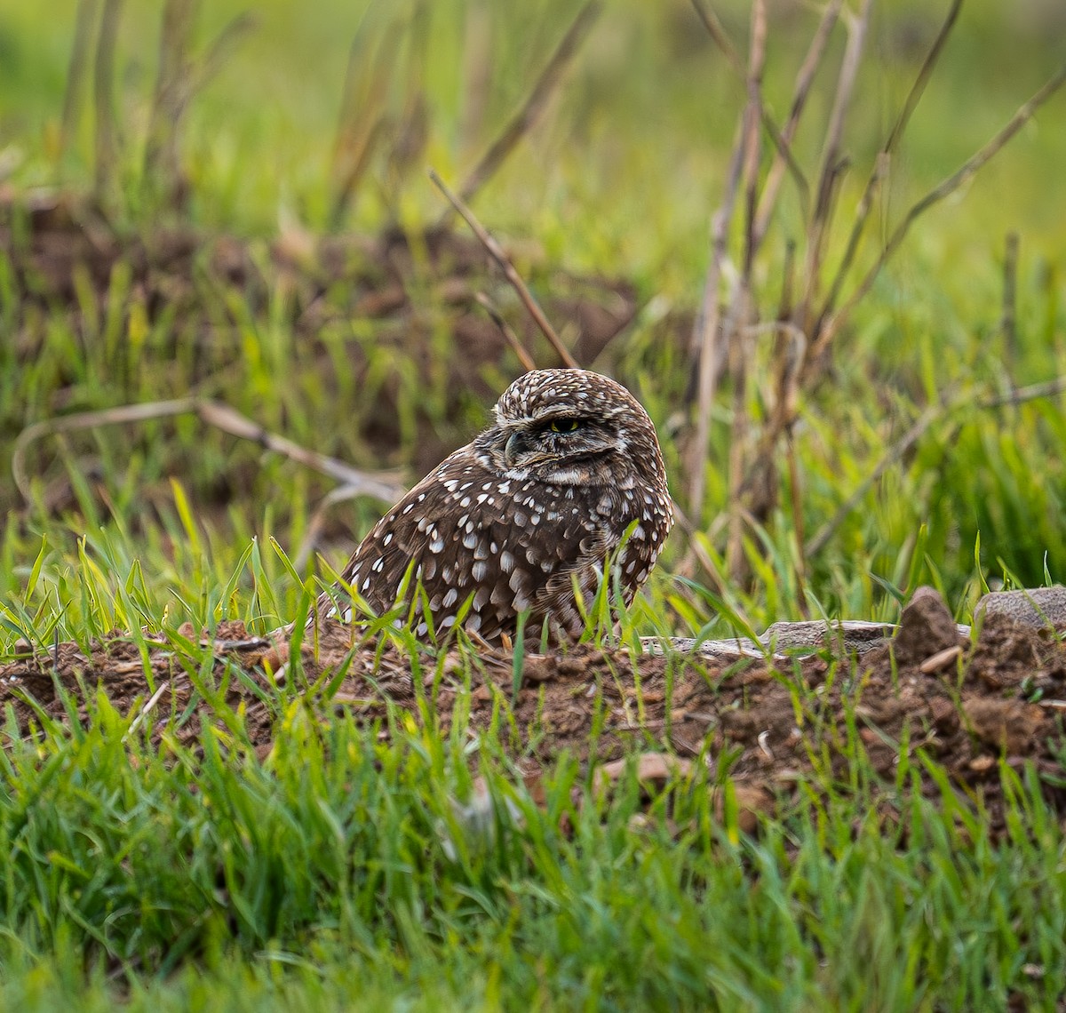 Burrowing Owl - John Lewis