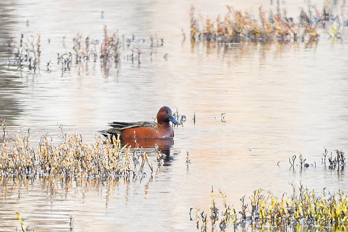 EBird Checklist 6 Jan 2024 Coyote Hills Regional Park 37 Species   1200