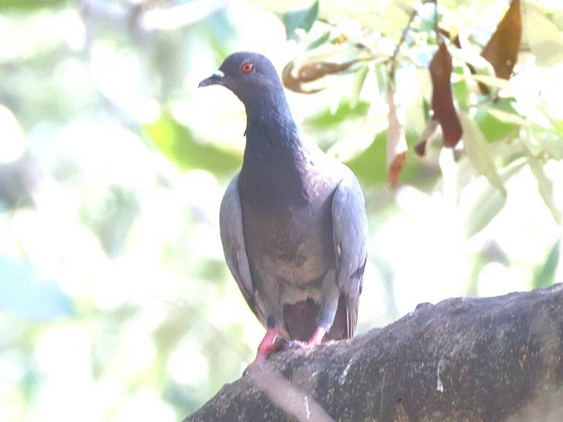 Rock Pigeon (Feral Pigeon) - ML613205455