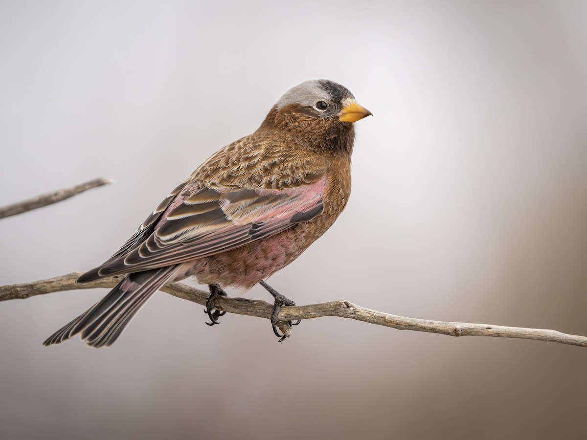 Gray-crowned Rosy-Finch - ML613205832
