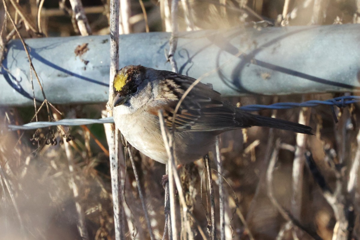 Golden-crowned Sparrow - ML613205933