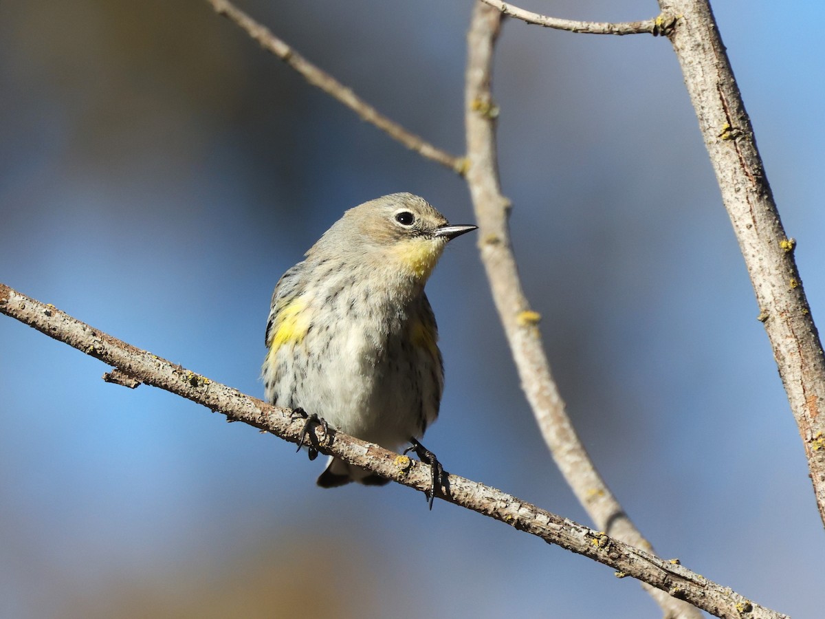 Yellow-rumped Warbler (Audubon's) - ML613205946