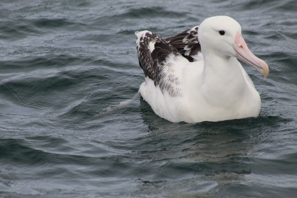 New Zealand Bird Atlas Checklist - 6 Jan 2024 - Kaikoura--offshore 