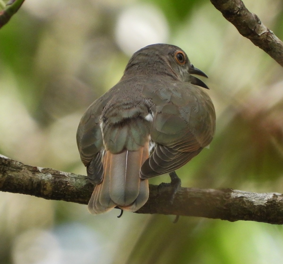 Little Bronze-Cuckoo (Gould's) - Adrian Walsh