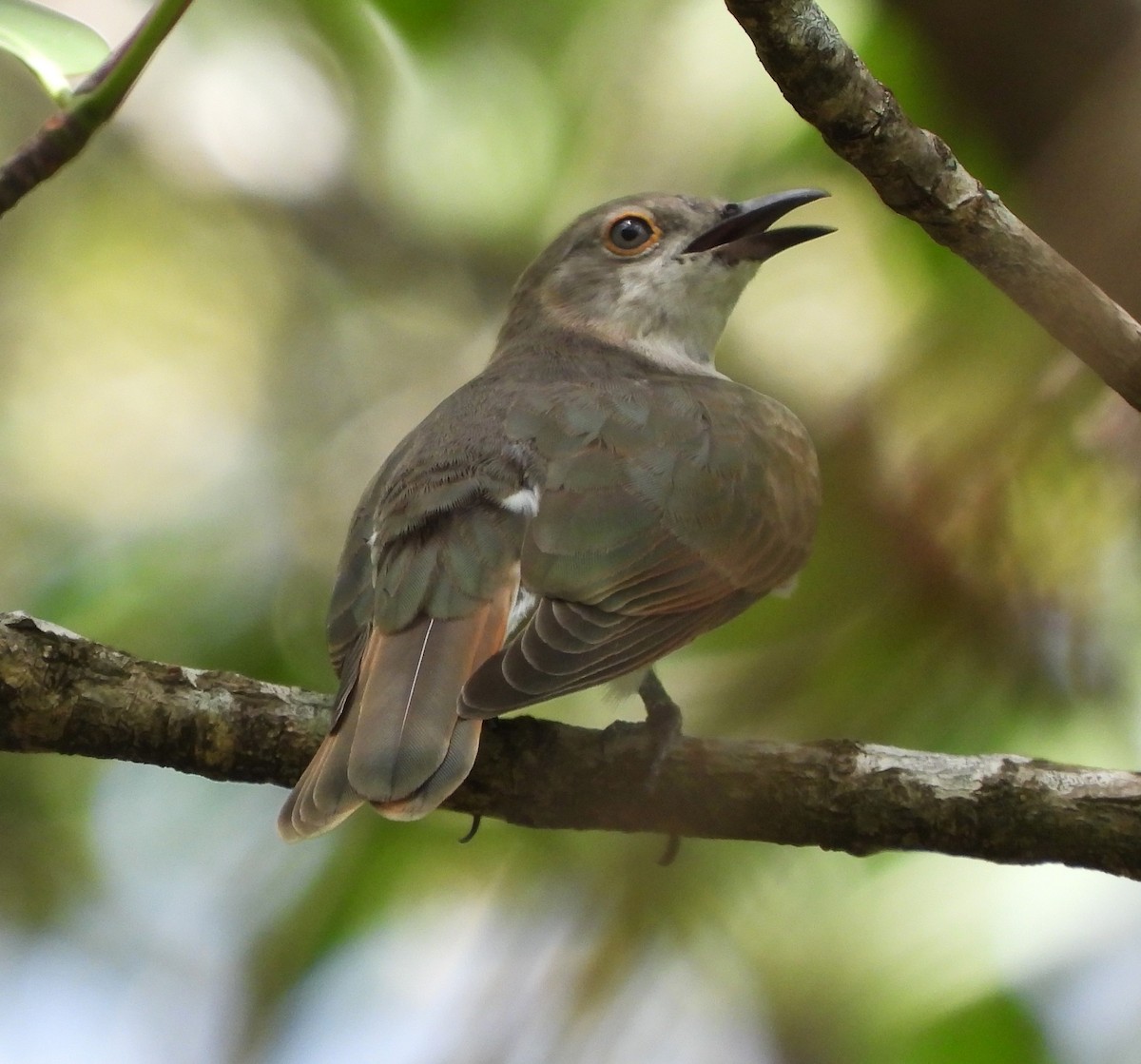 Little Bronze-Cuckoo (Gould's) - ML613206207