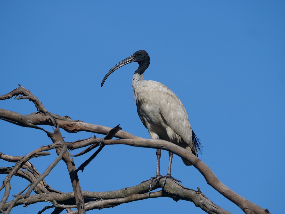 ibis australský - ML613206476