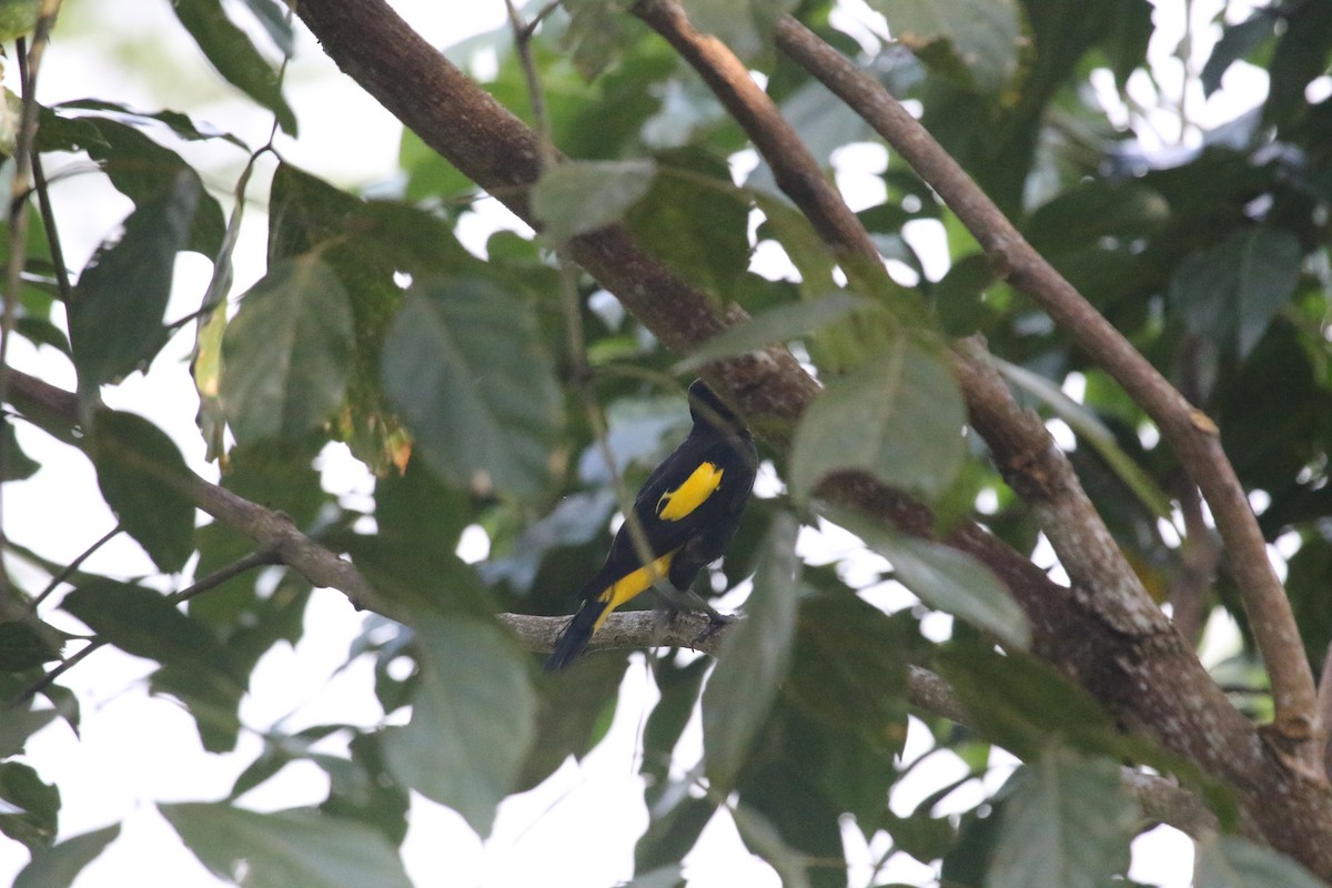 Yellow-rumped Cacique - ML613206505