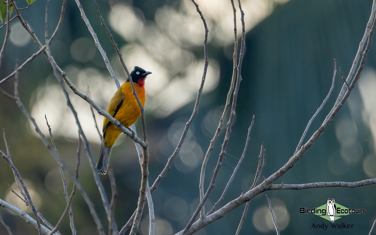 Ruby-throated Bulbul (Yellow-eyed) - Andy Walker - Birding Ecotours