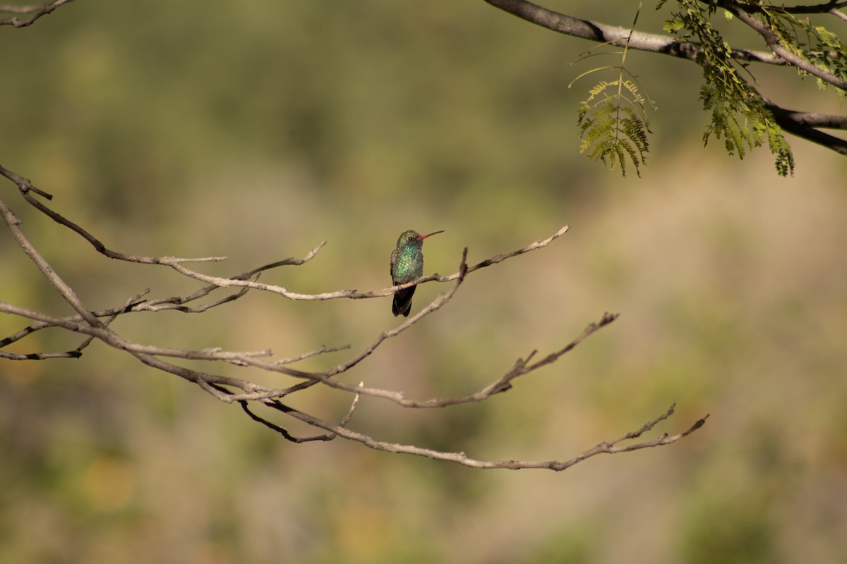 kolibřík širokozobý - ML613206631