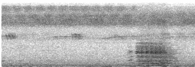 Great Cormorant - ML613206702