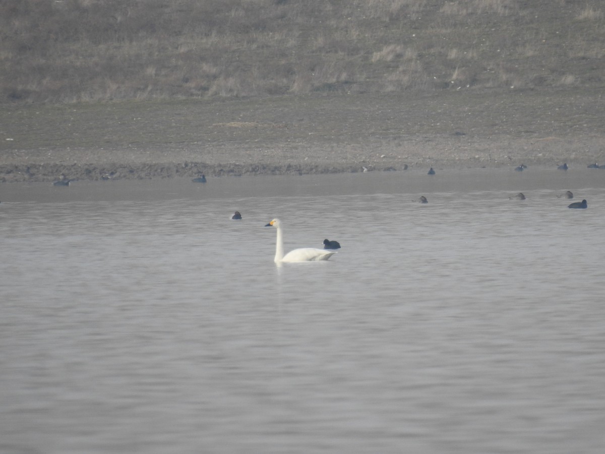 Tundra Swan (Bewick's) - ML613206884