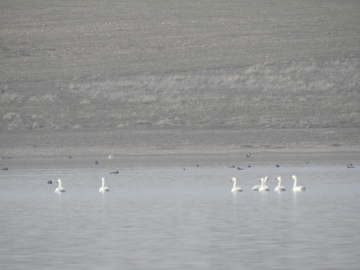 Tundra Swan (Bewick's) - ML613206885