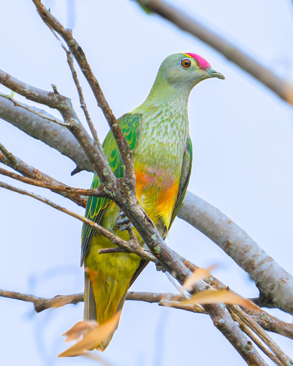 Rose-crowned Fruit-Dove - ML613206901