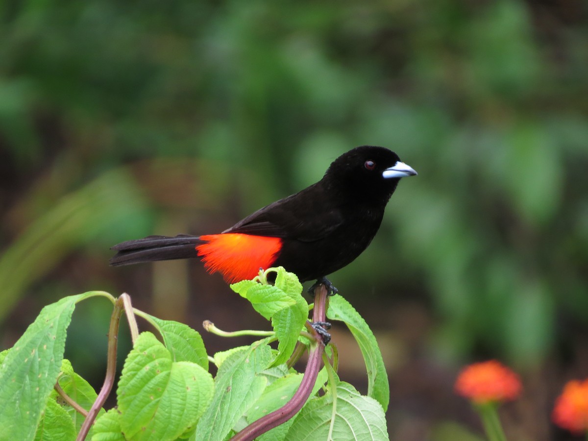 Scarlet-rumped Tanager (Passerini's) - ML61320691