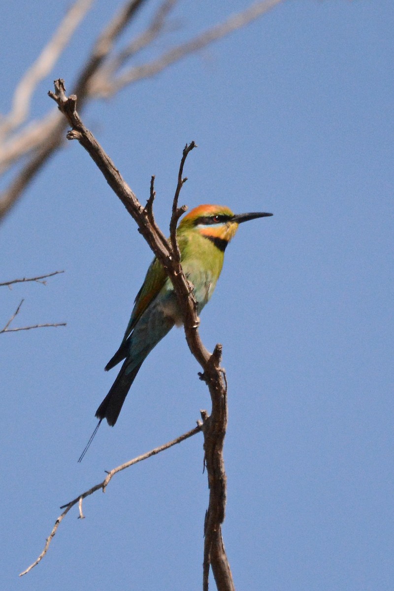 Rainbow Bee-eater - ML613207292