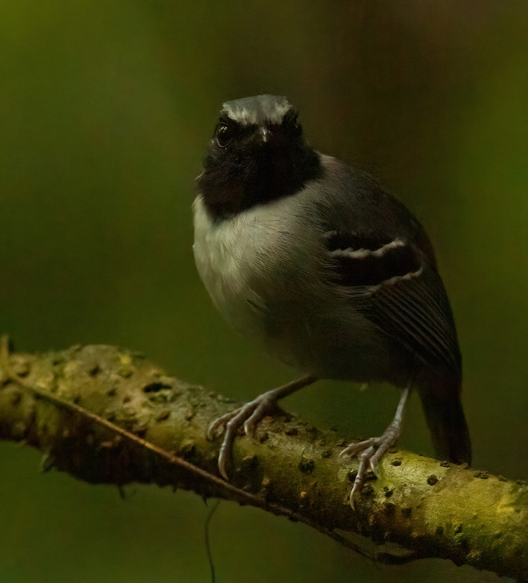 Black-faced Antbird - ML613207401