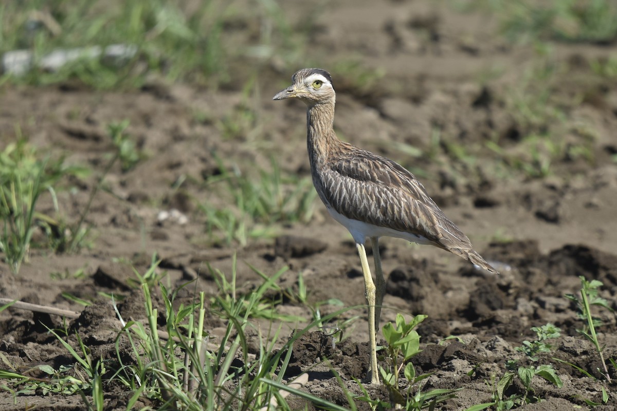 Double-striped Thick-knee - ML613207546