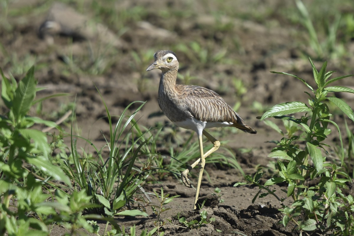 Double-striped Thick-knee - ML613207547