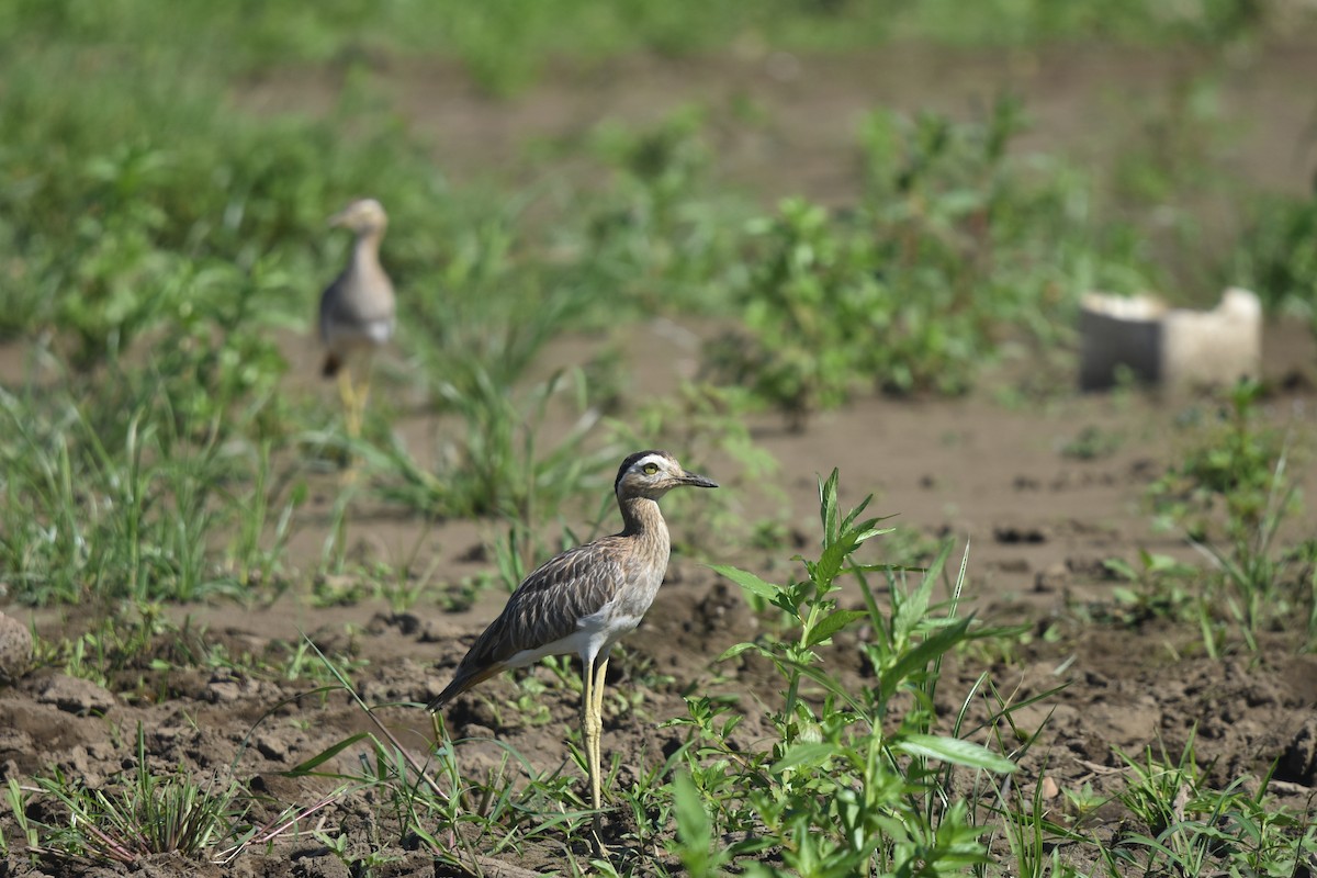 Double-striped Thick-knee - ML613207548