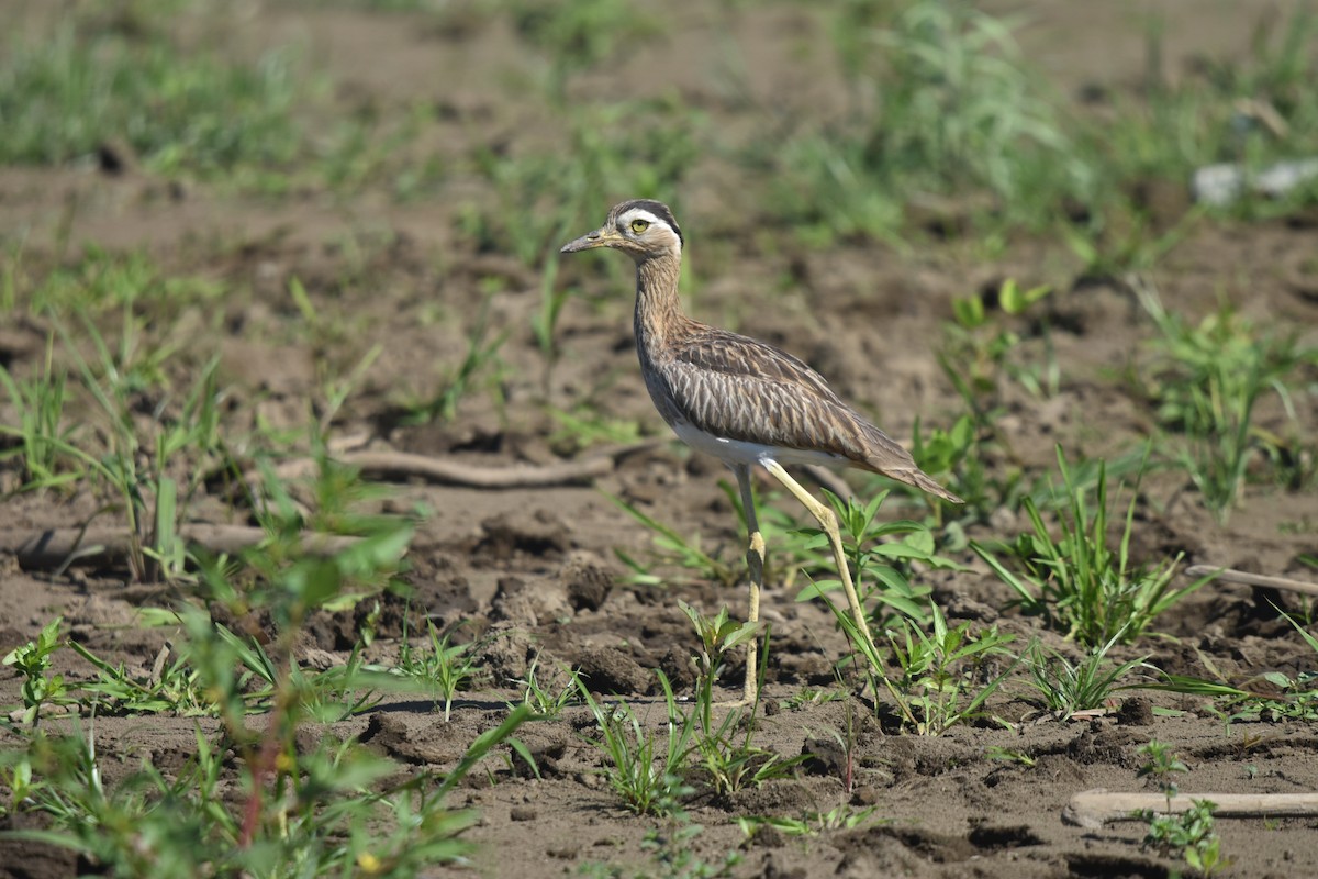 Double-striped Thick-knee - ML613207549