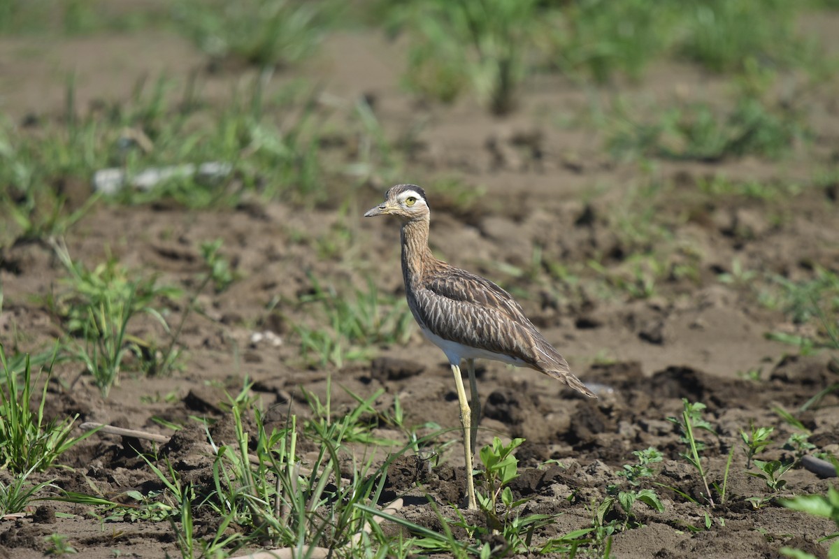 Double-striped Thick-knee - ML613207550