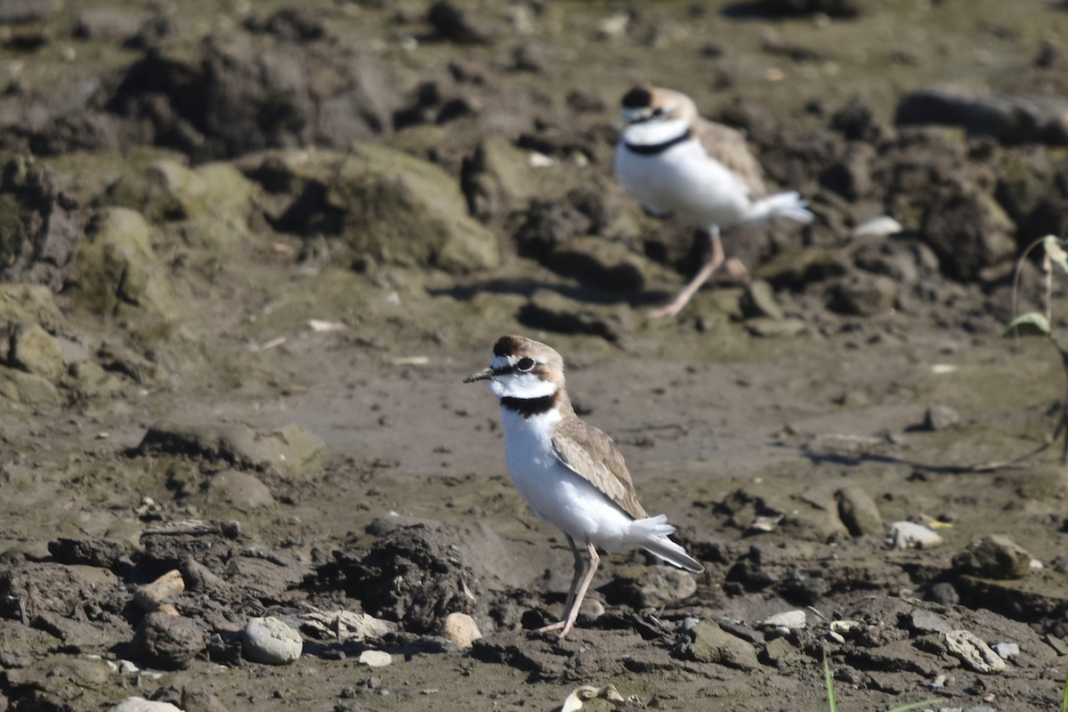 Collared Plover - ML613207558