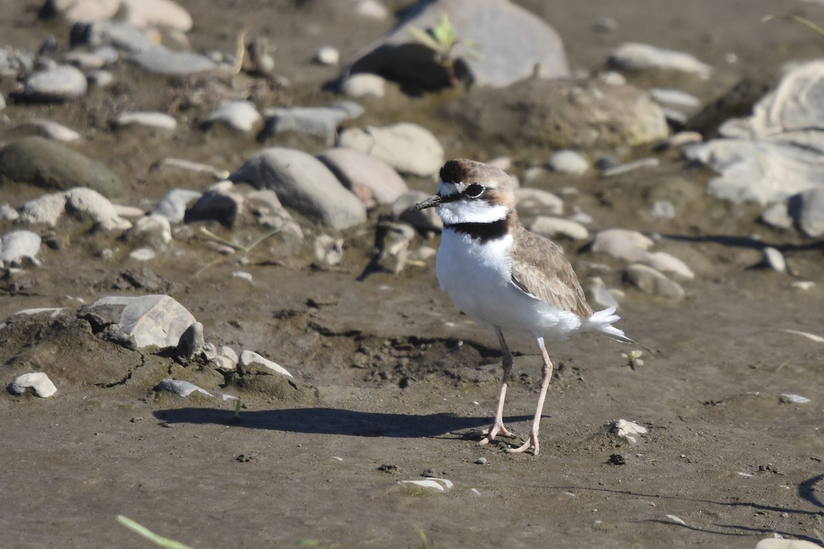 Collared Plover - ML613207559