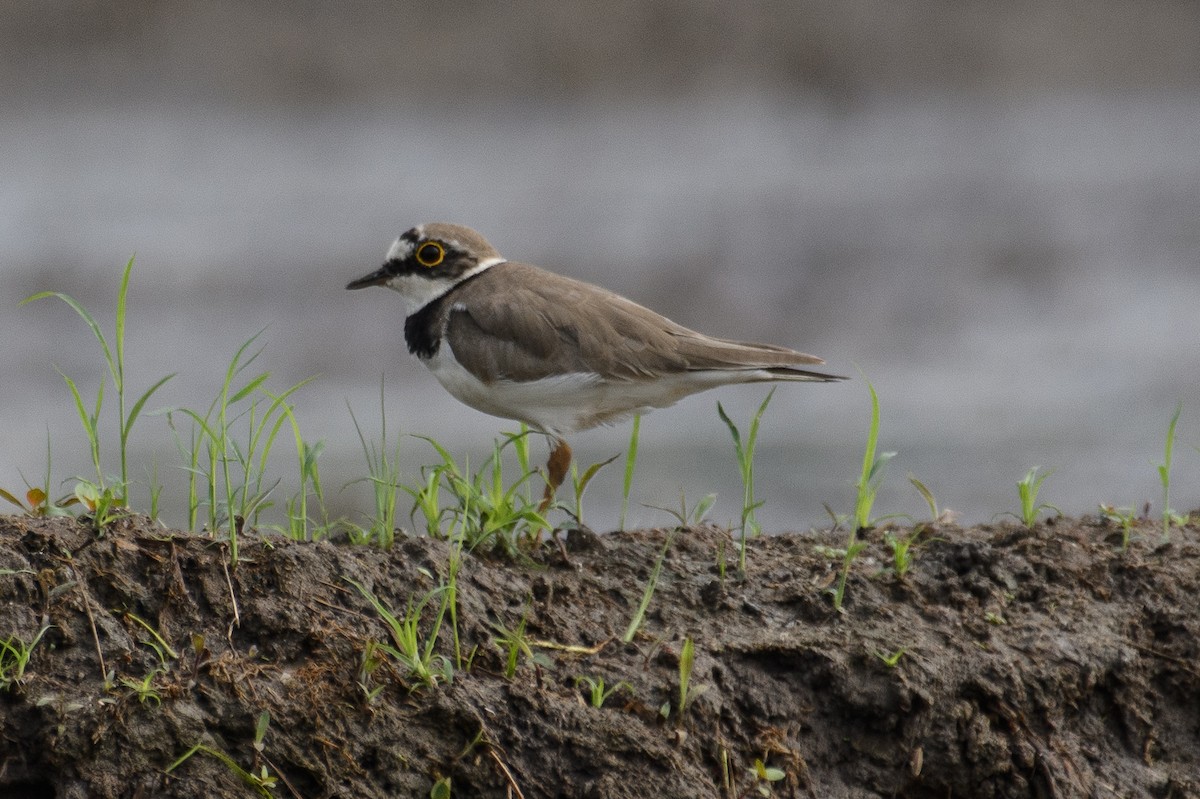 Little Ringed Plover - H Nambiar