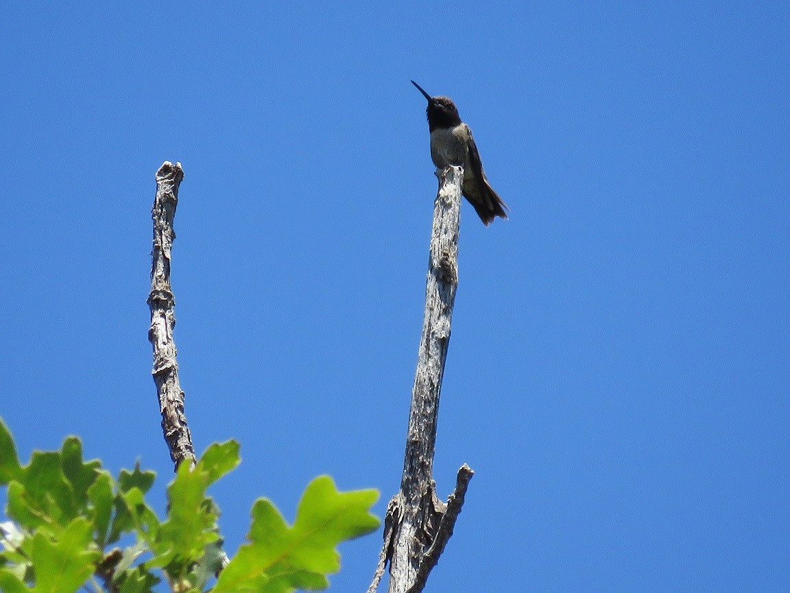 Black-chinned Hummingbird - ML61320771
