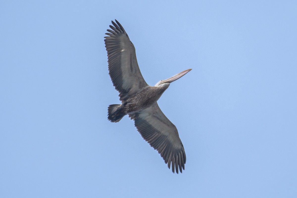 Spot-billed Pelican - H Nambiar